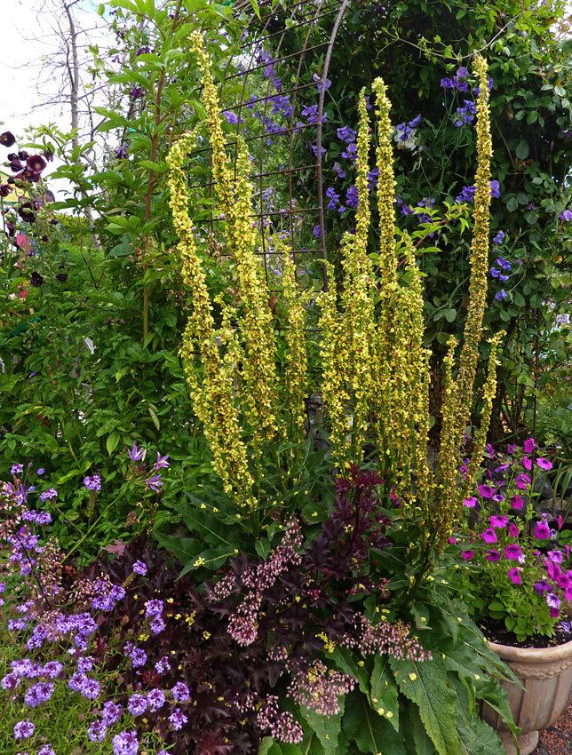 Verbascum nigrum Verbascum nigrum quotDark Mulleinquot Buy Online at Annie39s Annuals