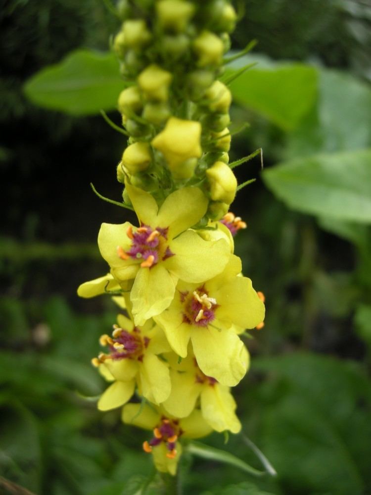 Verbascum nigrum Verbascum nigrum landscape architect39s pages