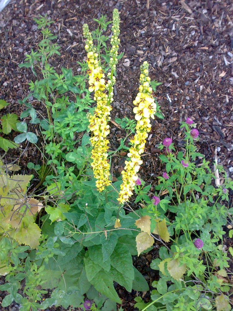 Verbascum nigrum FileVerbascum nigrum 04jpg Wikimedia Commons