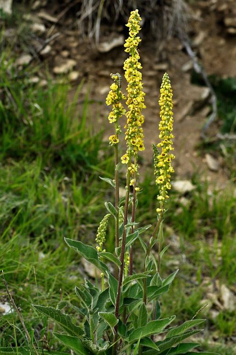 Verbascum nigrum Dark Mullein Verbascum nigrum Urban Butterfly Garden