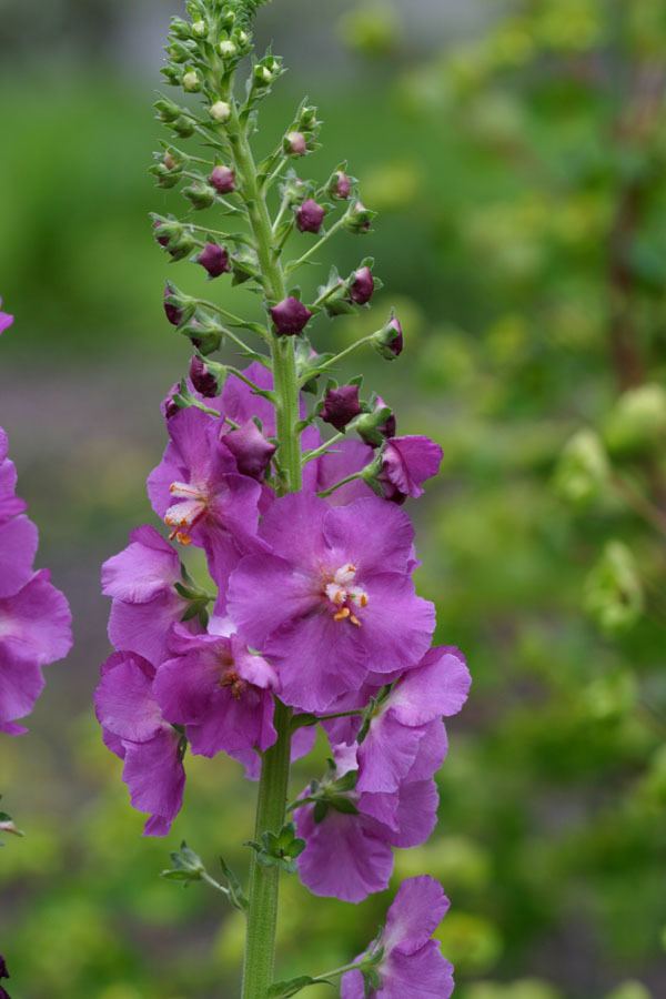 Verbascum phoeniceum Terrapin Gardens Perennials Verbascum phoeniceum