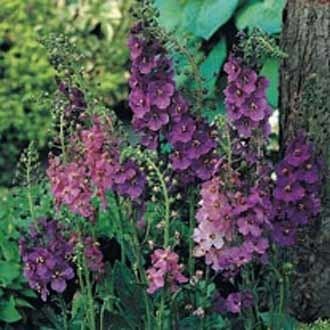 Verbascum phoeniceum Verbascum phoeniceum MixedJohnsons Seeds Flower Seeds