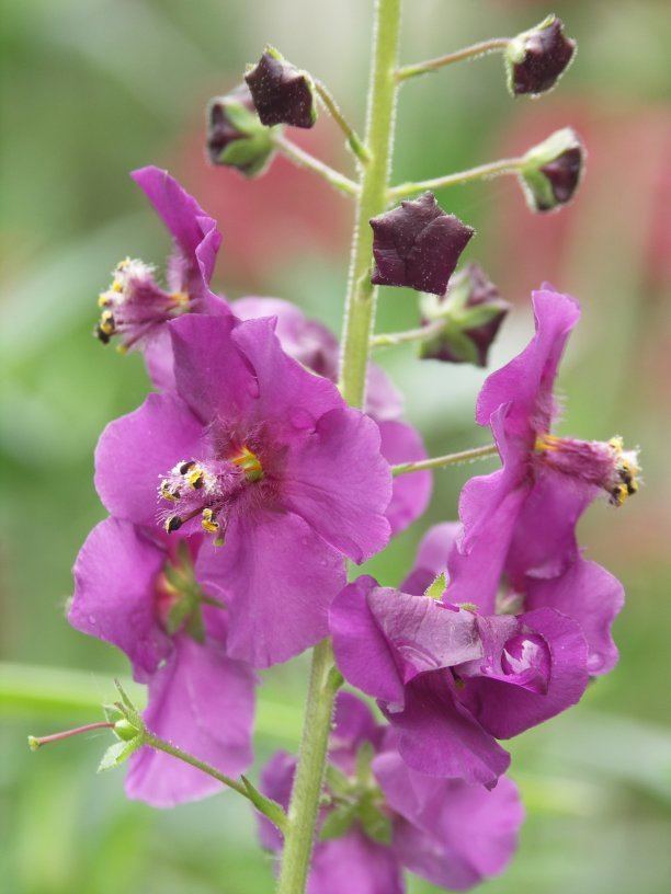 Verbascum phoeniceum Verbascum phoeniceum Wikipedia