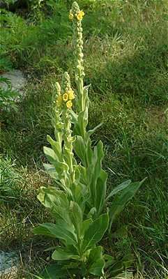 Verbascum thapsus Online Virtual Flora of Wisconsin Verbascum thapsus