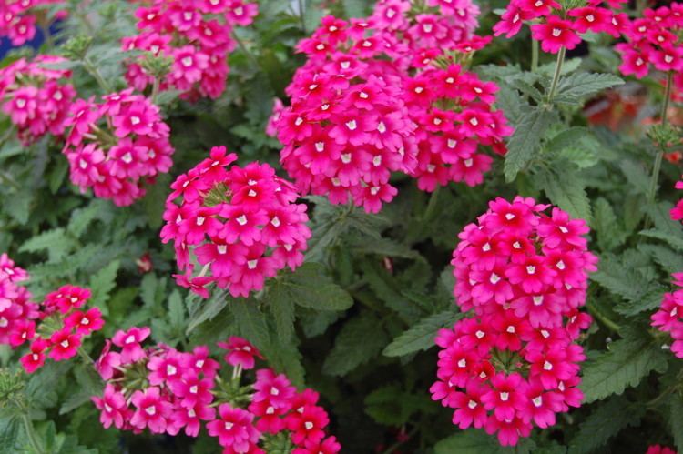 Verbena This Month in Diseases Verbena Greenhouse Product News