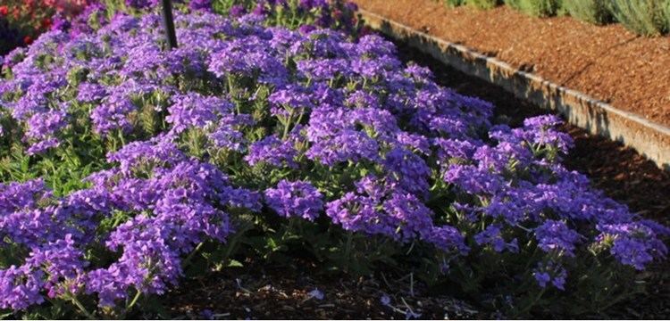 Verbena Verbena Costa Farms