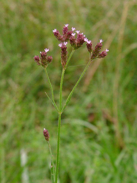 Verbena brasiliensis wwwalabamaplantscomBlueoppVerbenabrasiliensis