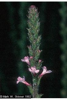 Verbena californica httpsplantsusdagovgallerystandardveca9001