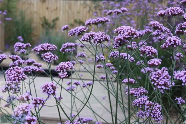 Verbena Buy verbena Verbena bonariensis Delivery by Crocus