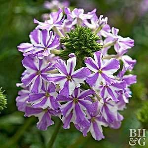 Verbena 101334900jpgrenditionlargestssjpg