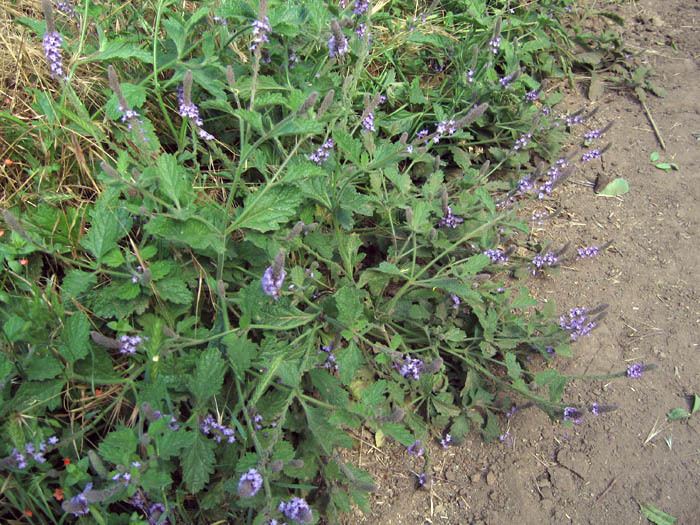 Verbena lasiostachys Wildflowers NPS SAMO NRA Verbena lasiostachys var scabrida