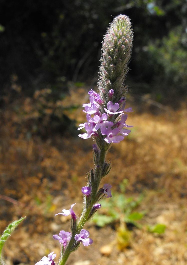 Verbena lasiostachys Verbena lasiostachys Wikipedia