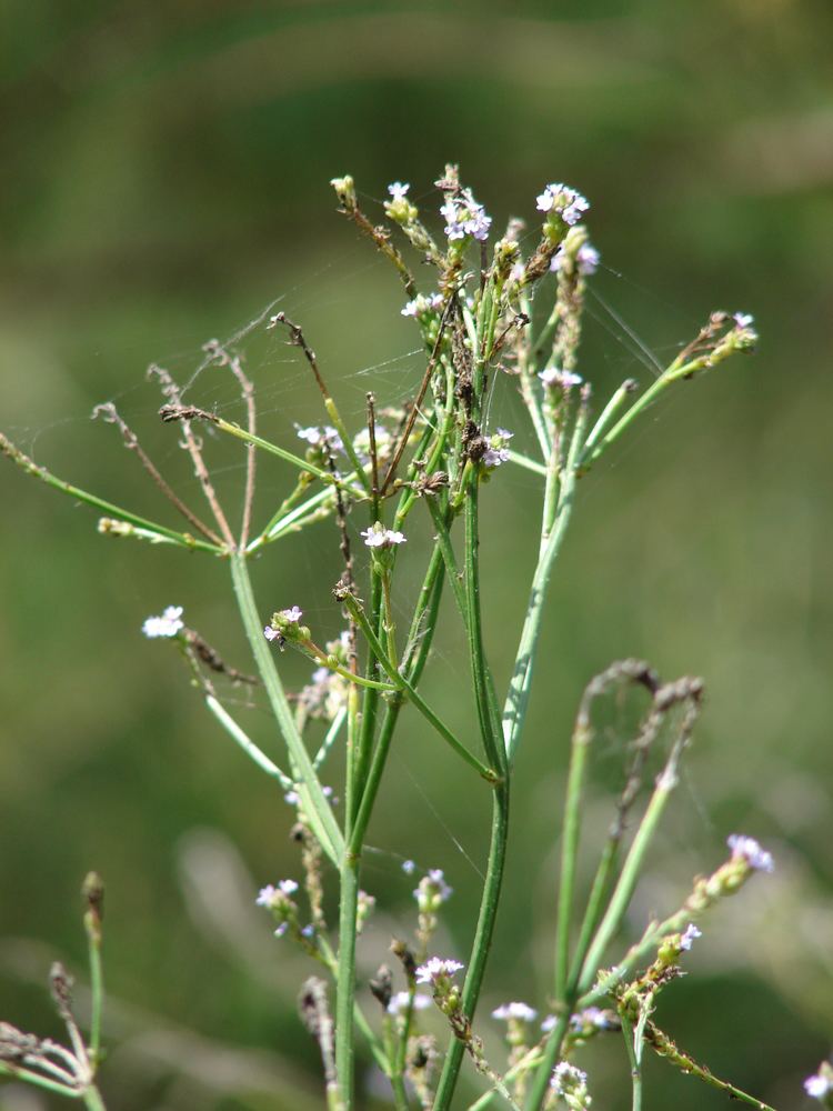 Verbena litoralis - Alchetron, The Free Social Encyclopedia