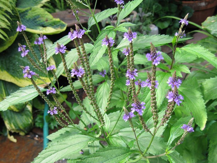 Verbena officinalis Common Vervain Verbena Officinalis Or A Holy Herb Snaplantcom