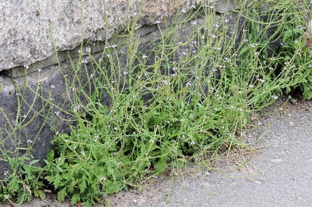 Verbena officinalis Verbena officinalis Health effects and herbal facts