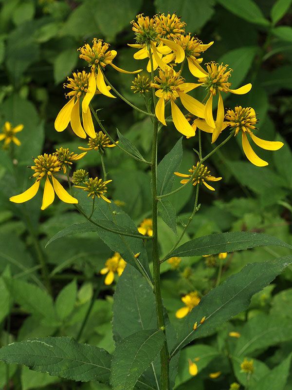 Verbesina Verbesina alternifolia Wingstem Discover Life