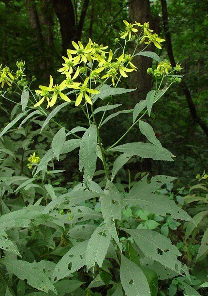 Verbesina Verbesina alternifolia Wingstem Discover Life