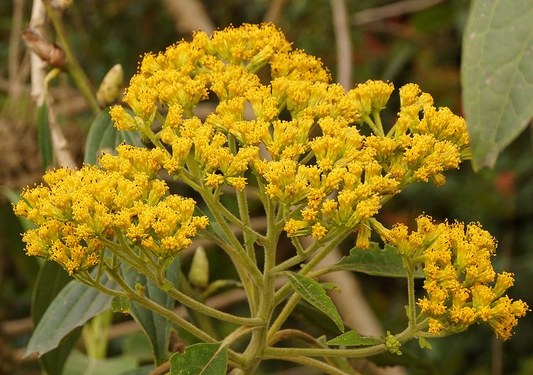 Verbesina Photos of Colombia Flowers Verbesina crassiramea