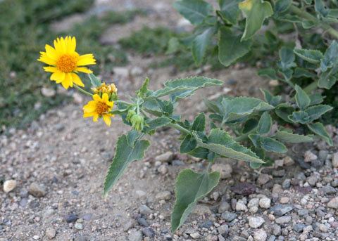 Verbesina encelioides Golden Crownbeard Verbesina encelioides