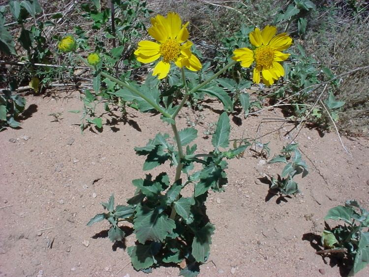 Verbesina encelioides Vascular Plants of the Gila Wilderness Verbesina encelioides