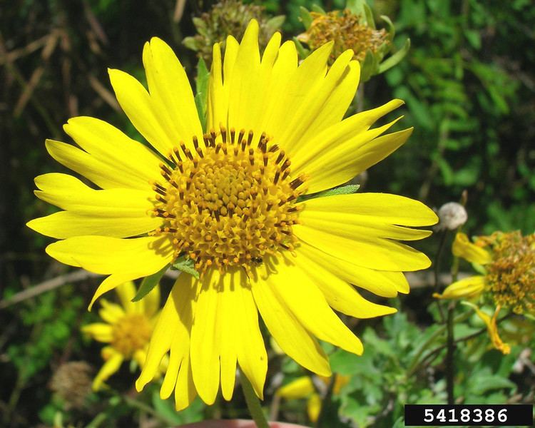 Verbesina encelioides Verbesina encelioides golden crownbeard Go Botany