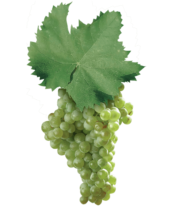 Verdeca Principal Grapes