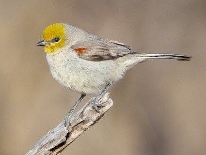 Verdin Verdin Identification All About Birds Cornell Lab of Ornithology