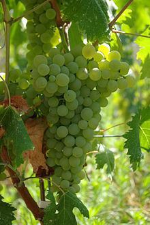 Vermentino httpsuploadwikimediaorgwikipediacommonsthu