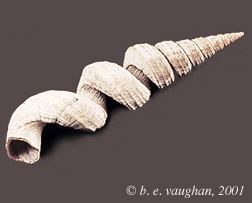 Vermetidae Vermetidae Worm Shells