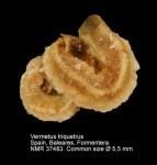 Vermetus triquetrus imagesmarinespeciesorgthumbs63905vermetustri