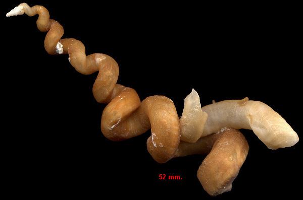 Vermicularia knorrii Deshayes 1843 Florida Wormsnail