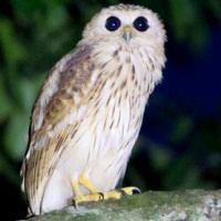 Vermiculated fishing owl Vermiculated Fishing Owl Bubo bouvieri Information Pictures