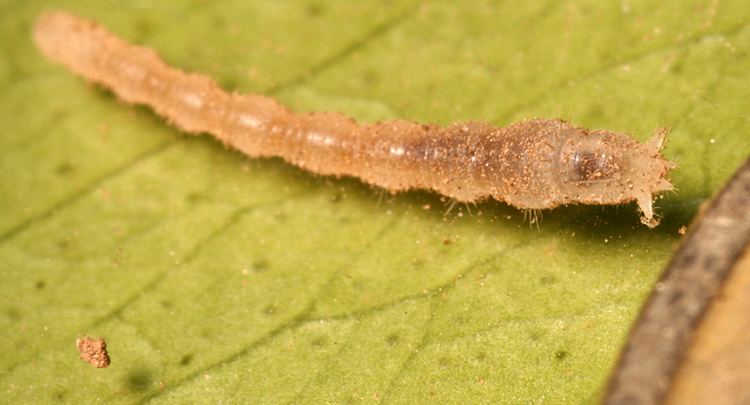 Vermileonidae Dipterainfo Discussion Forum Vermileonidae larva