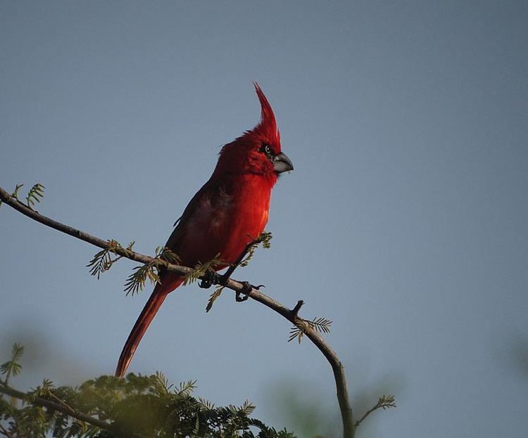 Vermilion cardinal Vermilion Cardinal Cardinalis phoeniceus videos photos and sound