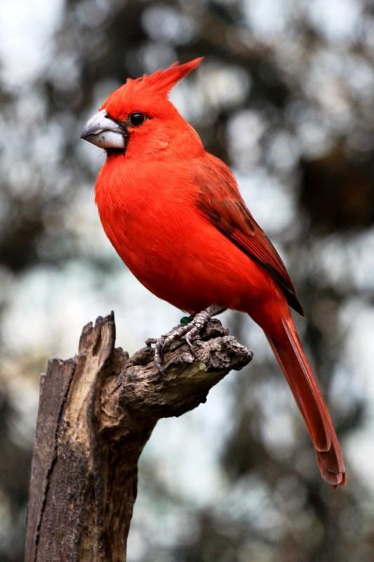 Vermilion cardinal Gallery of Vermilion Cardinal Cardinalis phoeniceus the Internet