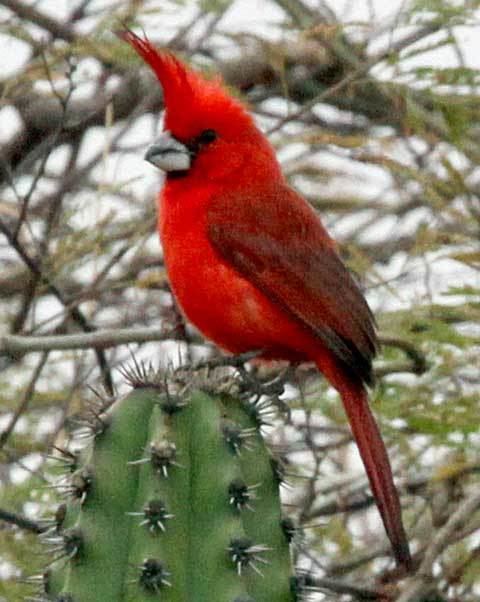 Vermilion cardinal Colombia The Richest Country for Birds