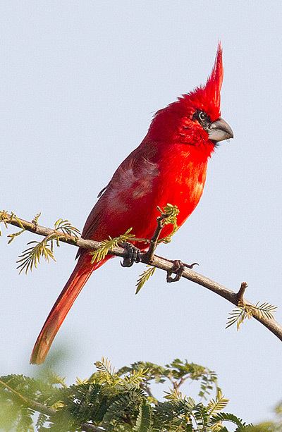 Vermilion cardinal Surfbirds Online Photo Gallery Search Results