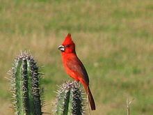 Vermilion cardinal Vermilion cardinal Wikipedia