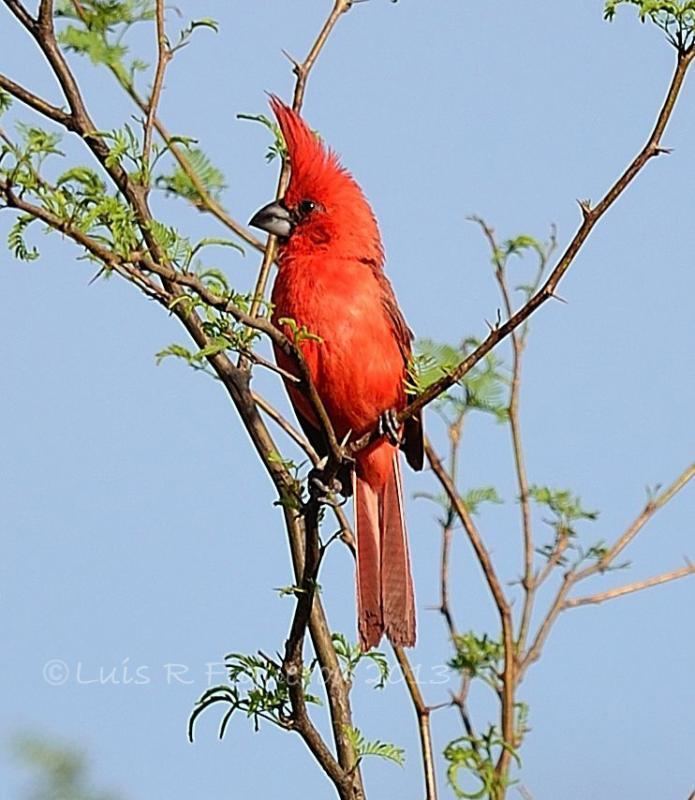 Vermilion cardinal Vermilion Cardinal Cardinalis phoeniceus videos photos and sound