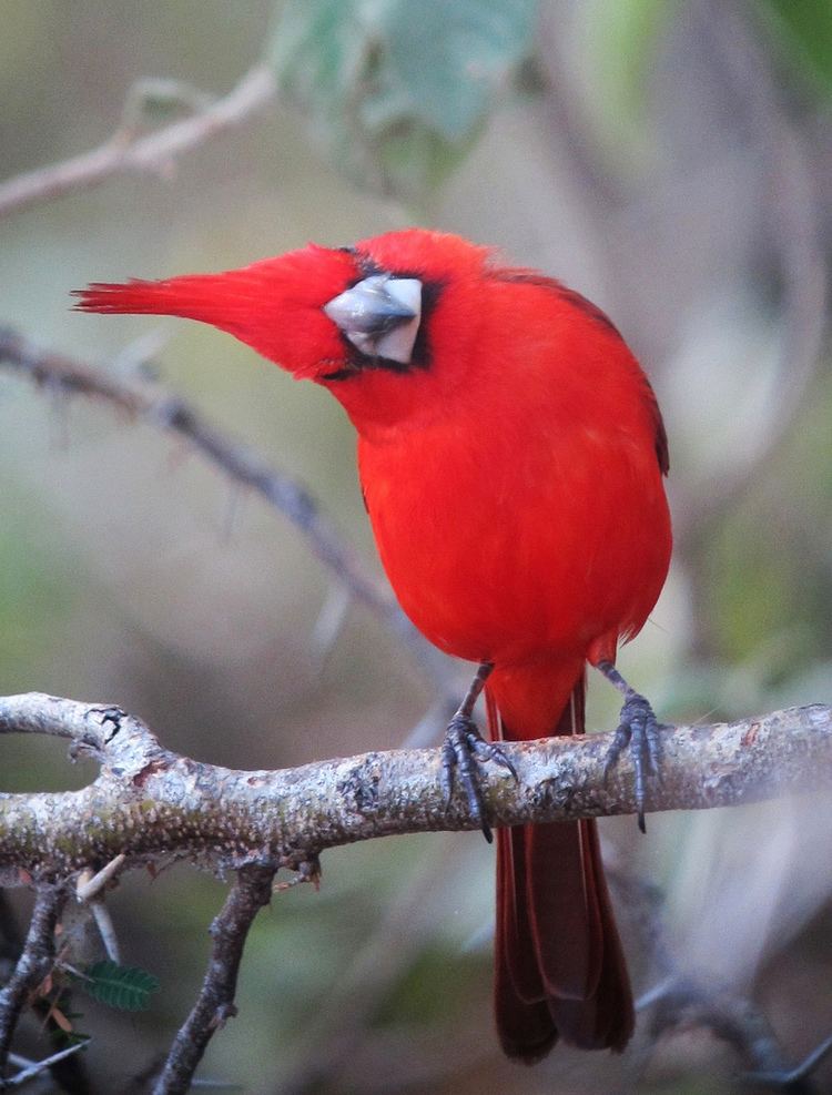 Vermilion cardinal Cardinalis phoenicius Cardenal guajiro Vermilion Cardinal male