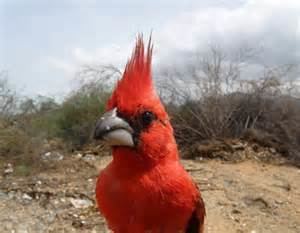 Vermilion cardinal More on Cardinalis phoeniceus Vermilion Cardinal