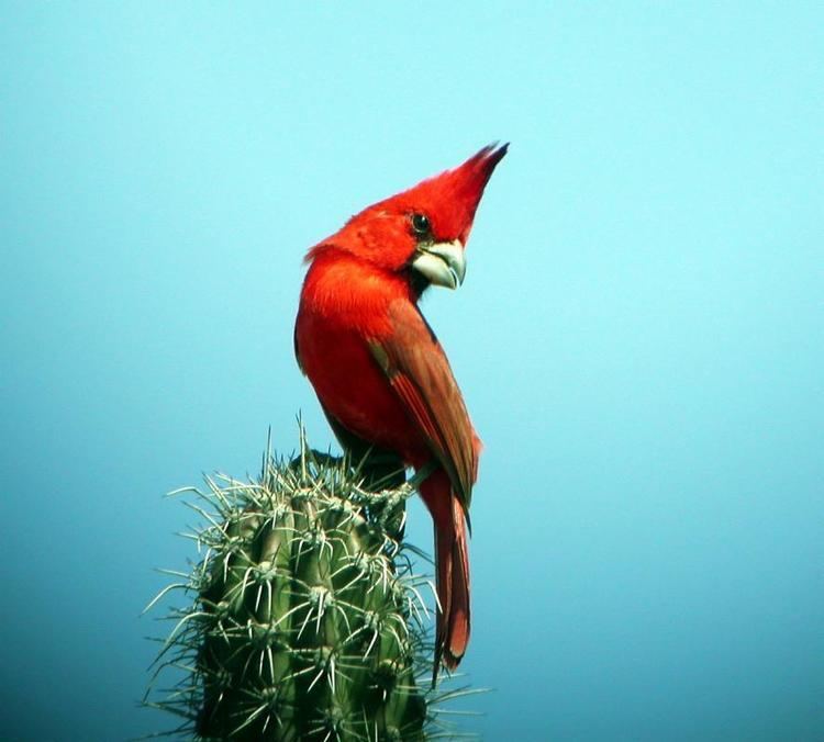 Vermilion cardinal Vermilion Cardinal Cardinalis phoeniceus videos photos and sound