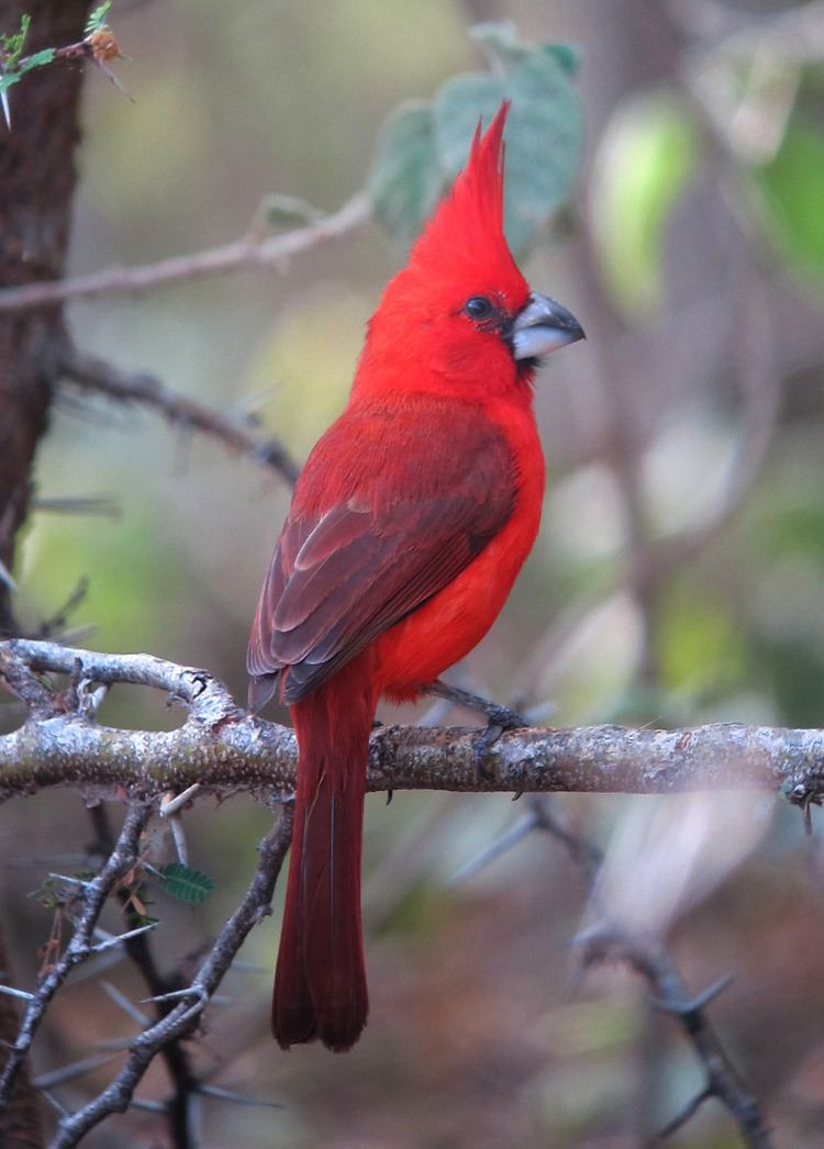 Vermilion cardinal vermilion cardinal Tumblr