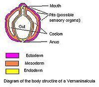 Vernanimalcula httpsuploadwikimediaorgwikipediacommonsthu