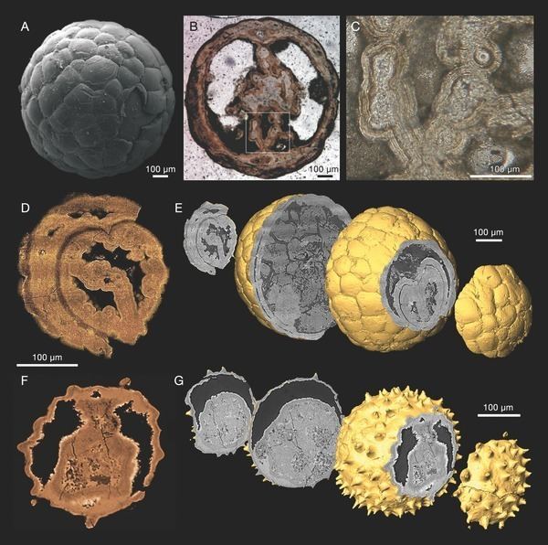 Vernanimalcula A merciful death for the earliest bilaterian Vernanimalcula PDF