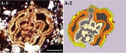 Vernanimalcula Sinanthropus Phosphatized PreCambrian Embryos of China