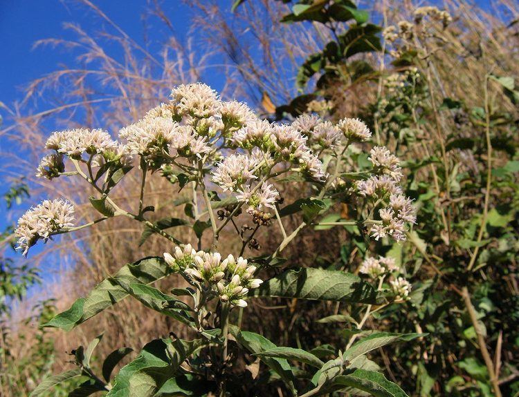 Vernonia amygdalina Flora of Zimbabwe Species information individual images Vernonia