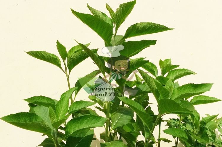 Vernonia amygdalina Health Benefits of Bitter leaf Vernonia amygdalina