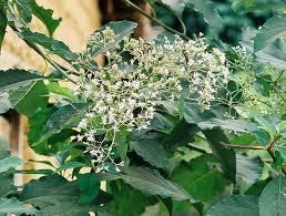 Vernonia amygdalina Haematological effects of aqueous extract of Vernonia amygdalina in