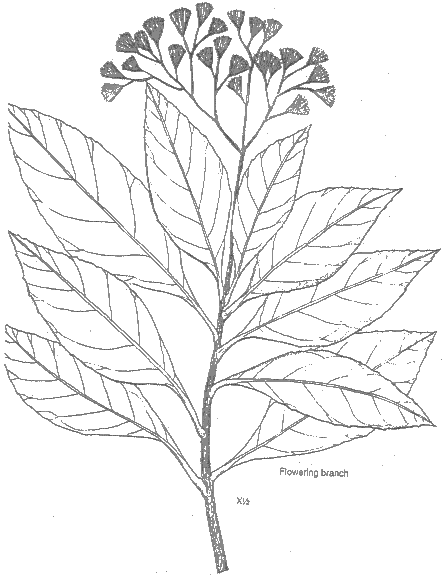Vernonia amygdalina Scientific name Vernonia amygdalina